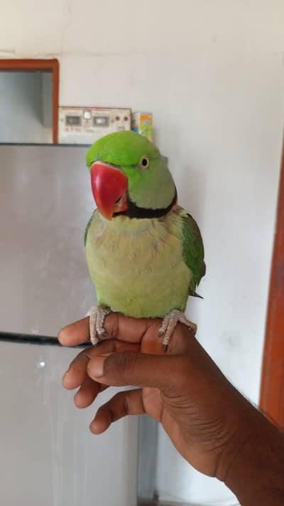 raw Ringneck cockatiel lorikeets conures etc