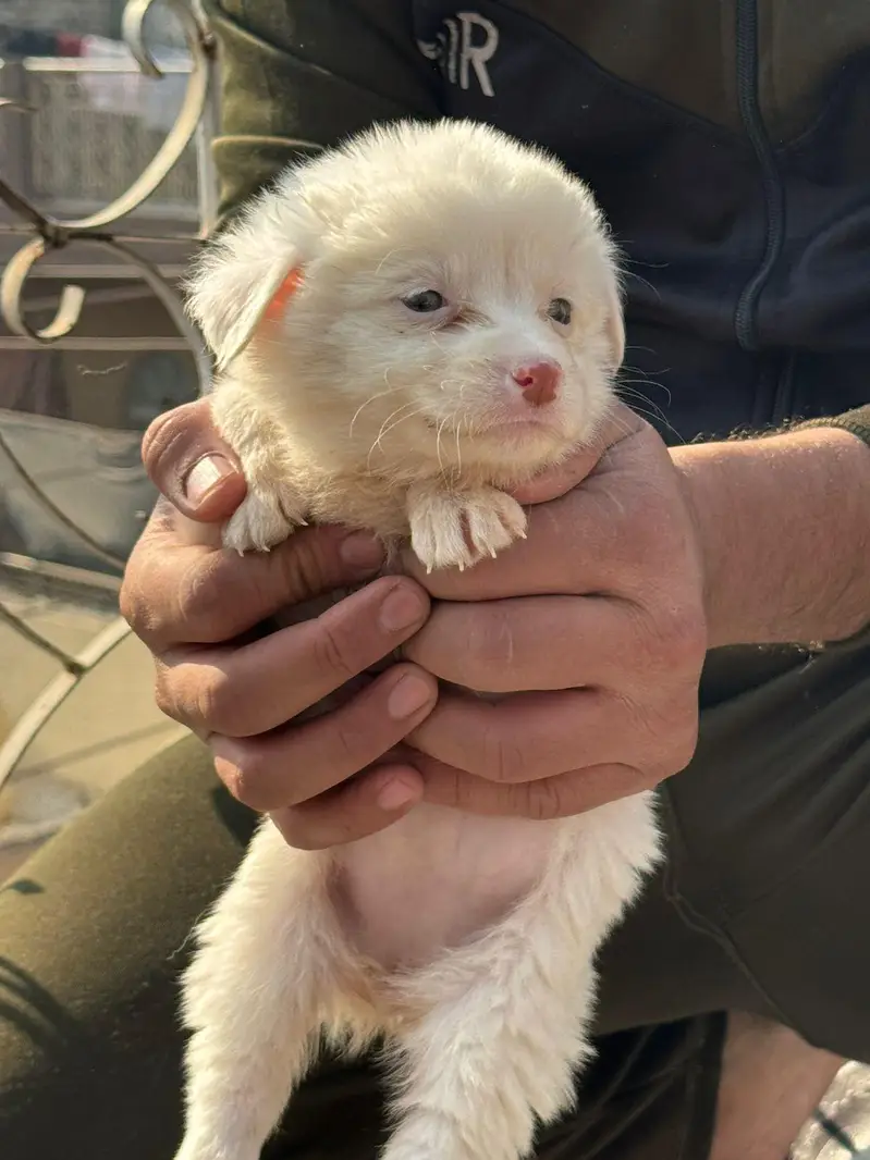 Snow white Russian puppy.