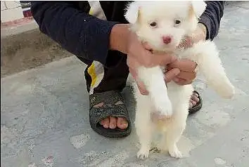 Snow white Russian puppy. — photo 2