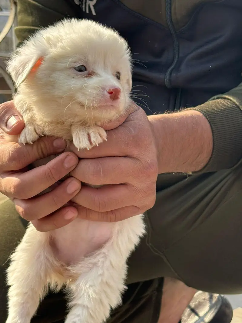 Snow white Russian puppy. — photo 3