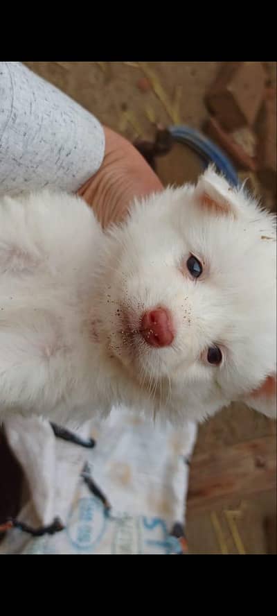 Snow white Russian puppy.