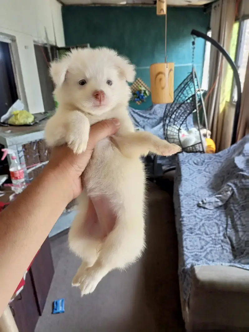Snow white Russian puppy. — photo 5