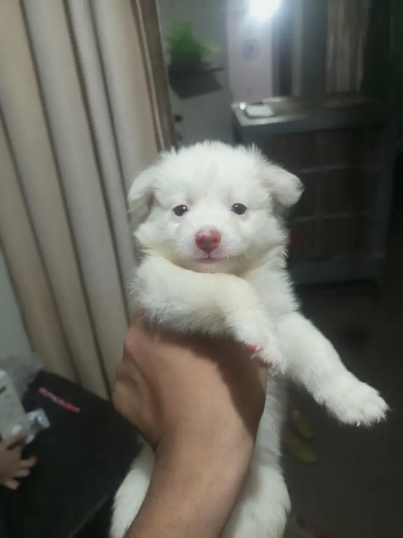 Snow white Russian puppy. — photo 6