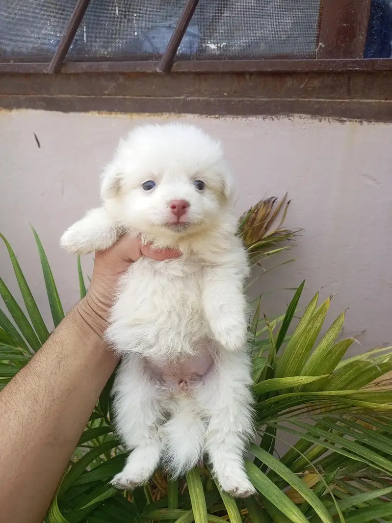 Snow white Russian puppy. — photo 7