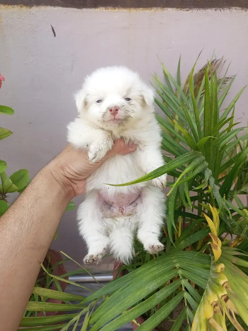 Snow white Russian puppy. — photo 8
