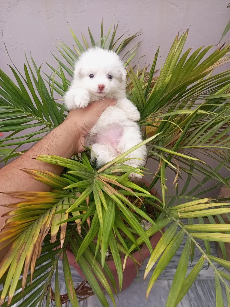 Snow white Russian puppy. — photo 9