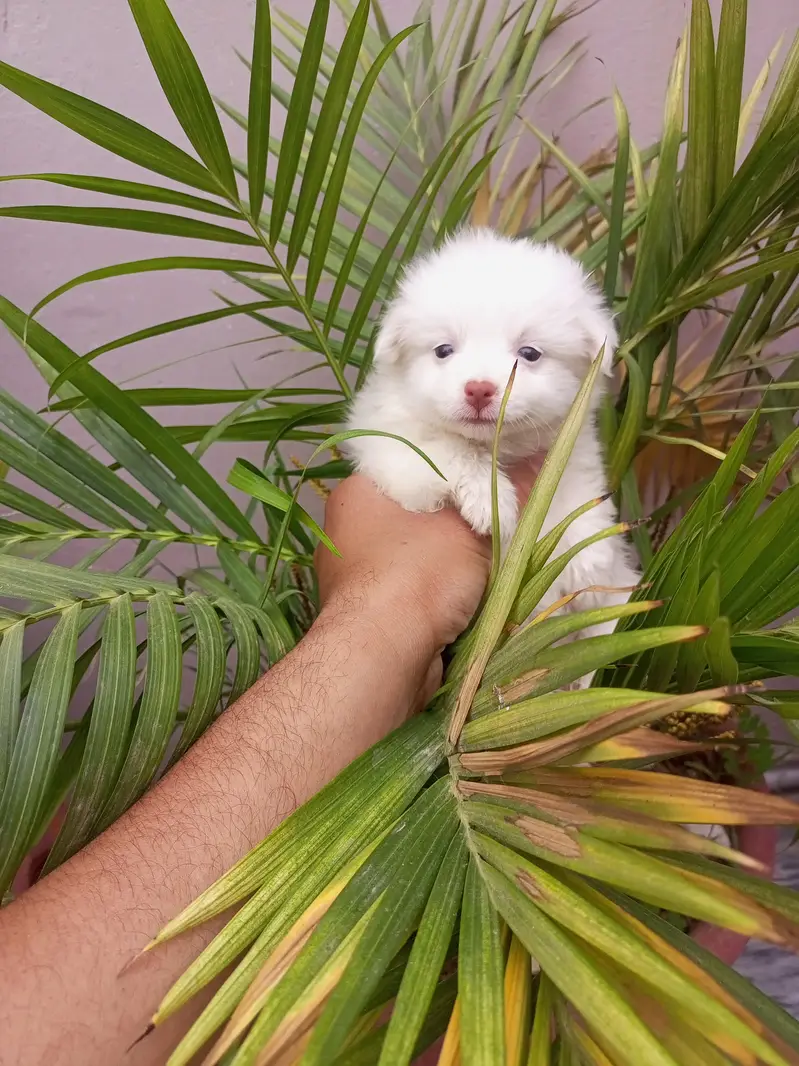 Snow white Russian puppy. — photo 10