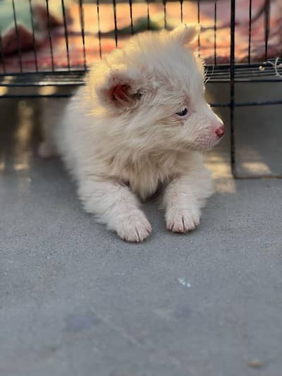 Snow white Russian puppy.
