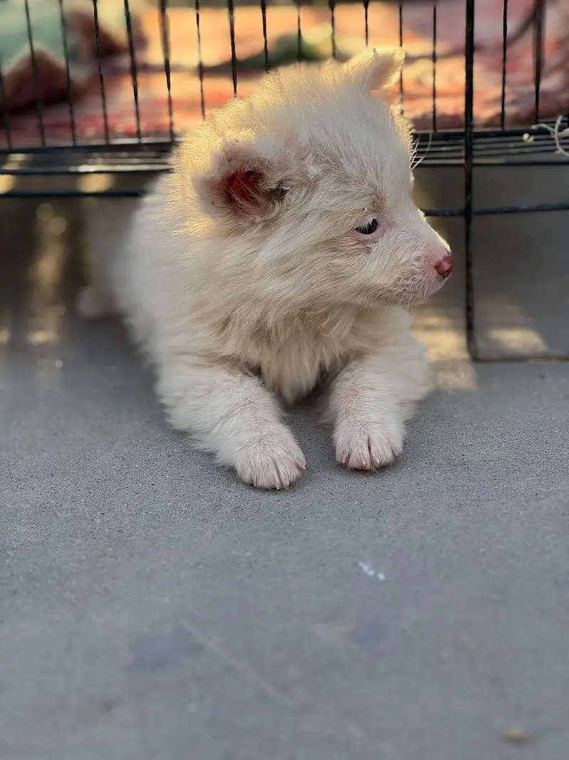 Snow white Russian puppy. — photo 11