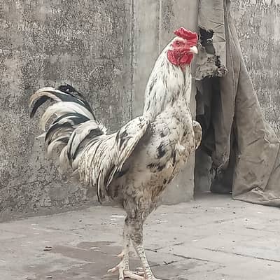 Beautiful Male
