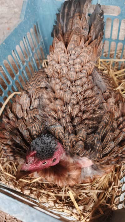 kurak murgi / broody hen