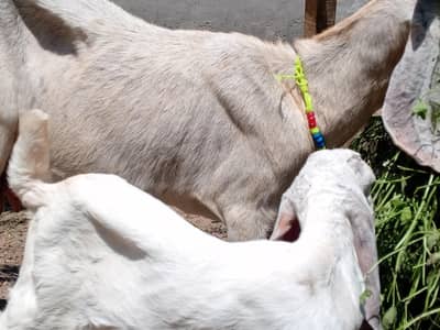 eid ky ly sastay janwar desi bakri bacha balack bakra duma dumbi