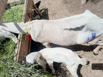 Eid Special Desi Bakra & Chatra Goats Available