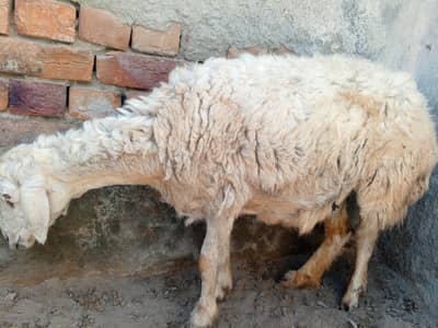 Eid Special Desi Bakra & Chatra Goats Available
