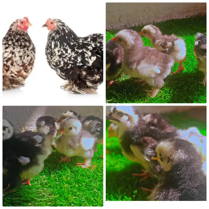 Aseel and Fancy chicks — photo 2