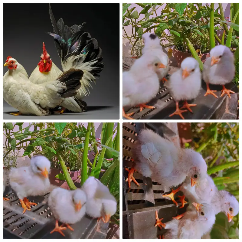 Aseel and Fancy chicks — photo 3