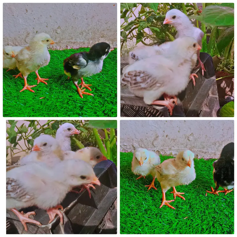 Aseel and Fancy chicks — photo 4