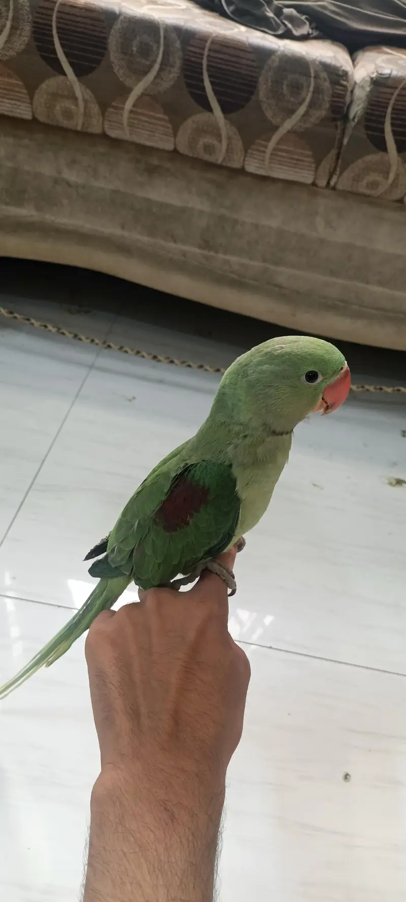 PAHARI KASHMEERI RAW PARROT FULL HAND TAMED SELF FEED TALKING — photo 2