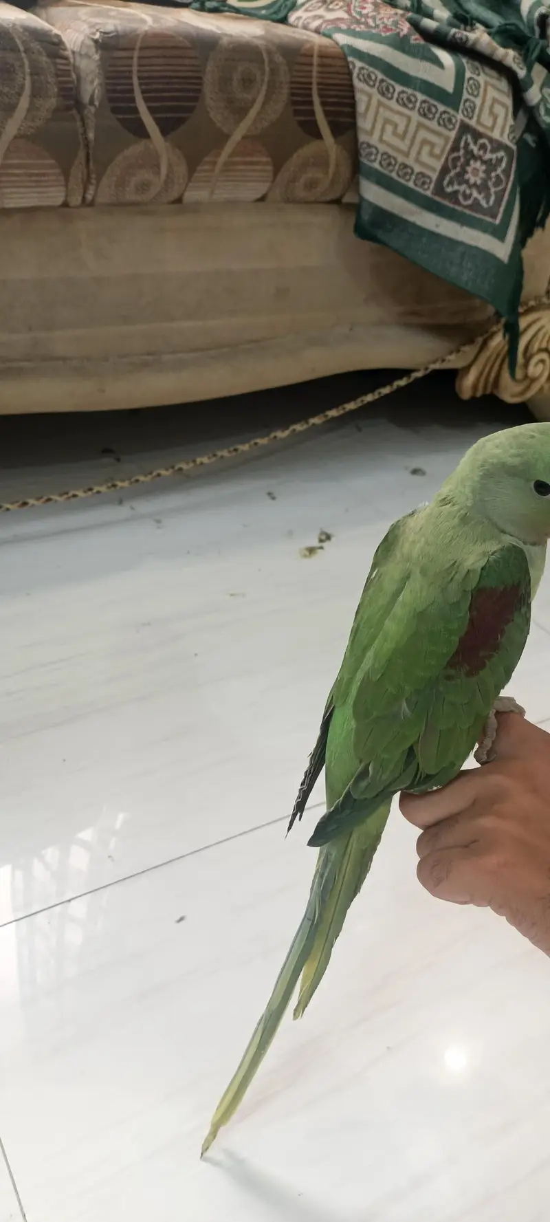 PAHARI KASHMEERI RAW PARROT FULL HAND TAMED SELF FEED TALKING — photo 3