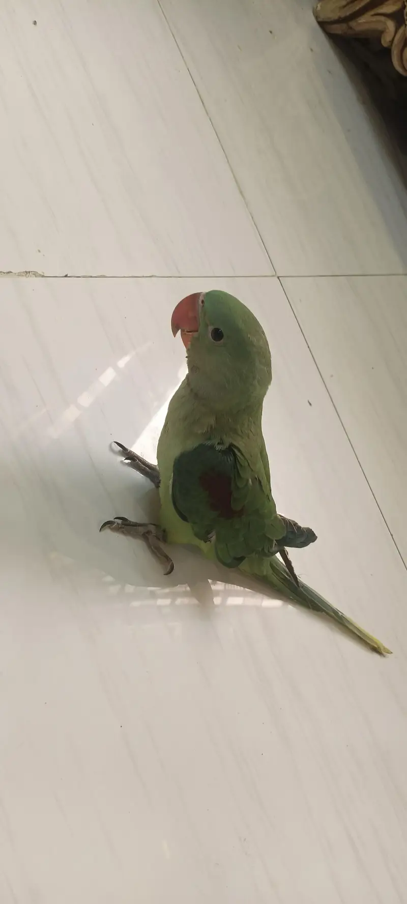 PAHARI KASHMEERI RAW PARROT FULL HAND TAMED SELF FEED TALKING — photo 4