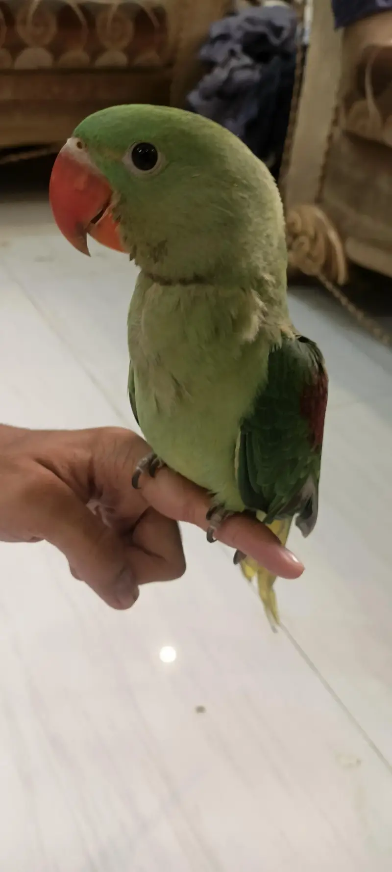 PAHARI KASHMEERI RAW PARROT FULL HAND TAMED SELF FEED TALKING — photo 5