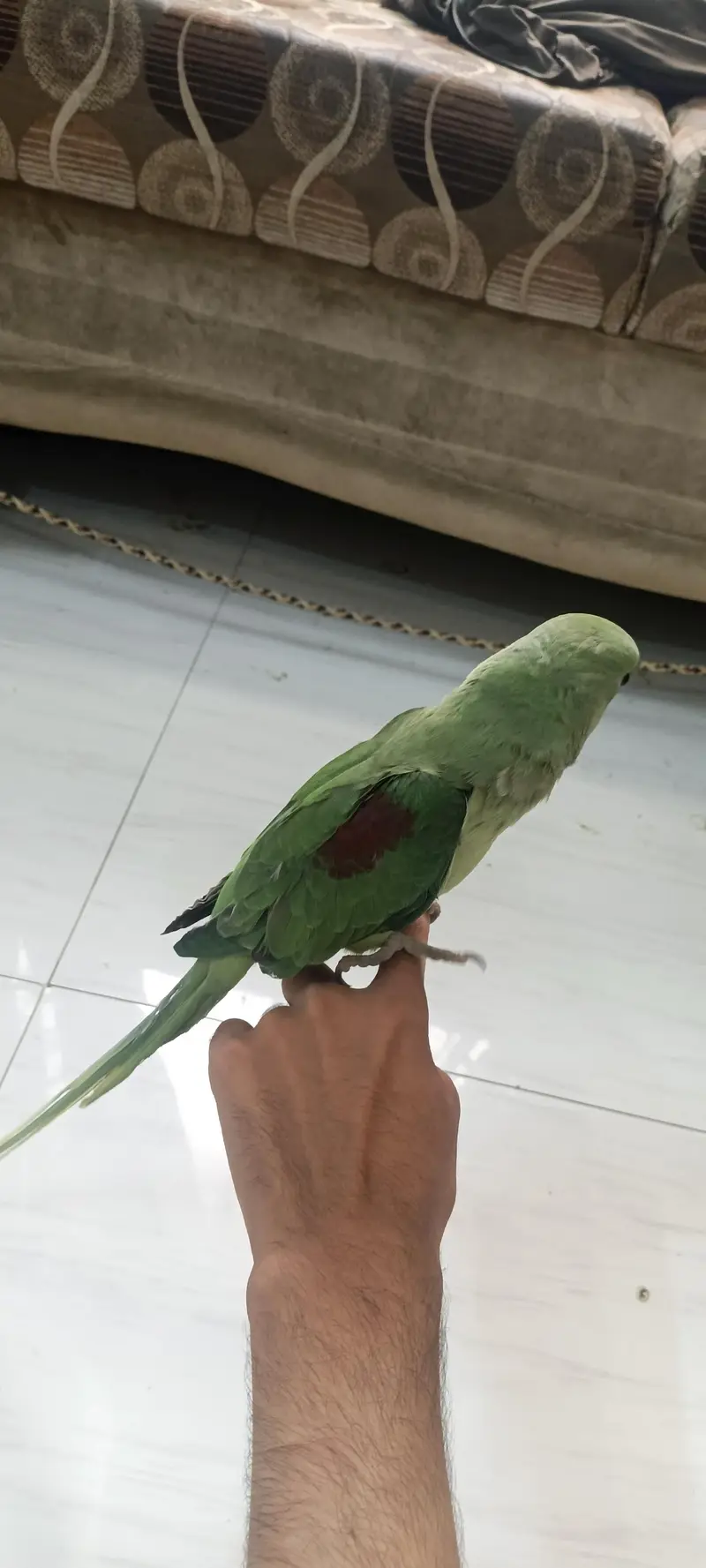 PAHARI KASHMEERI RAW PARROT FULL HAND TAMED SELF FEED TALKING — photo 6