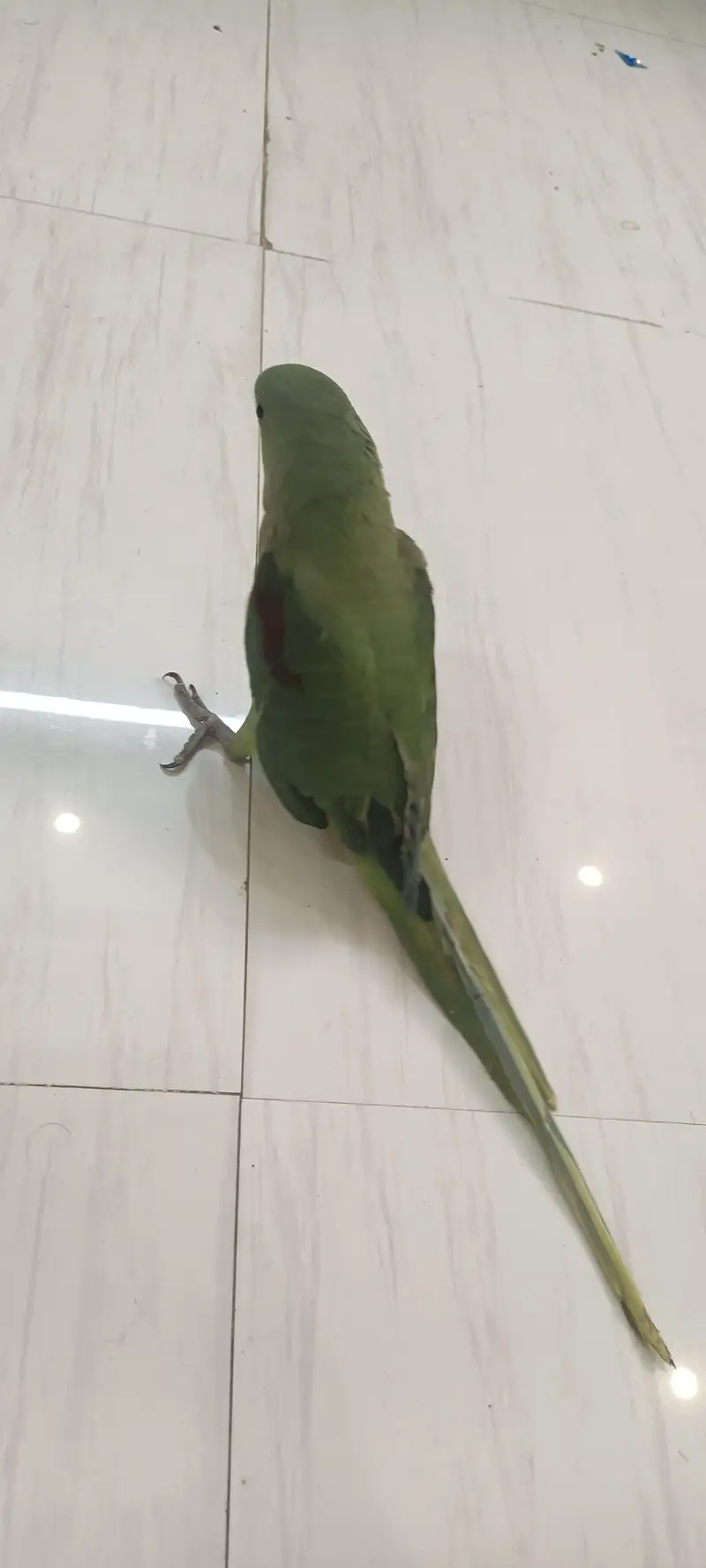 PAHARI KASHMEERI RAW PARROT FULL HAND TAMED SELF FEED TALKING — photo 7