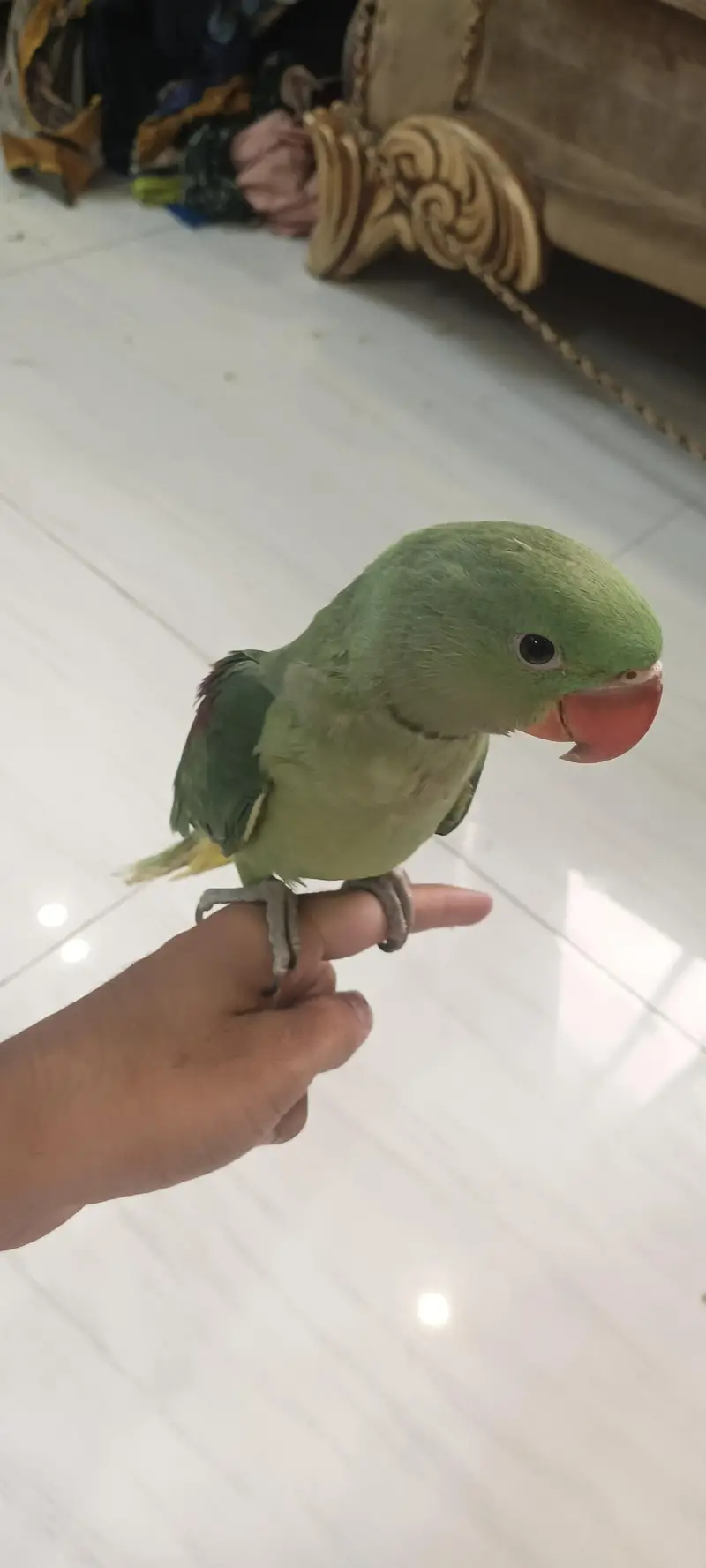 PAHARI KASHMEERI RAW PARROT FULL HAND TAMED SELF FEED TALKING — photo 8