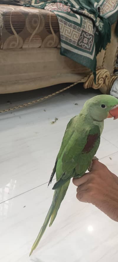 RAW KASHMIRI PAHARI PARROT HEALTHY AND HAND TAMED HALF SELF FEED