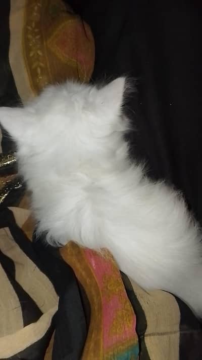 Persian cat