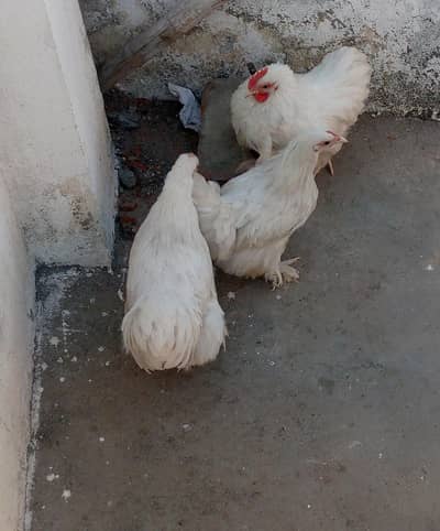 bantam for sale full healthy and active