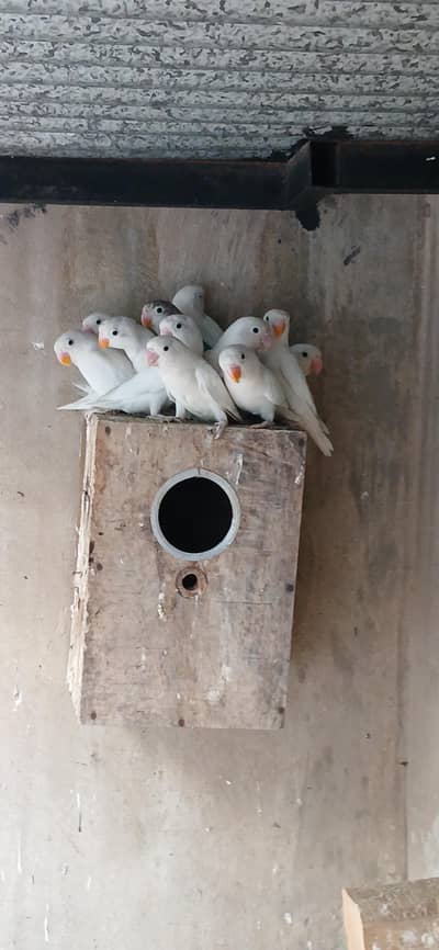 albino lovebird , yellow chest black mask, white java, fawn java ,dove