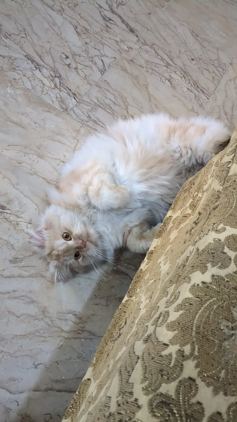 male triple coat neutered — photo 7