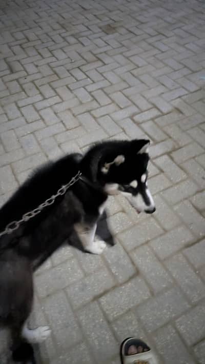 Siberian husky dog