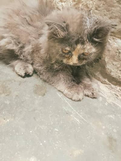 4 month Persian Male and Female Kitten