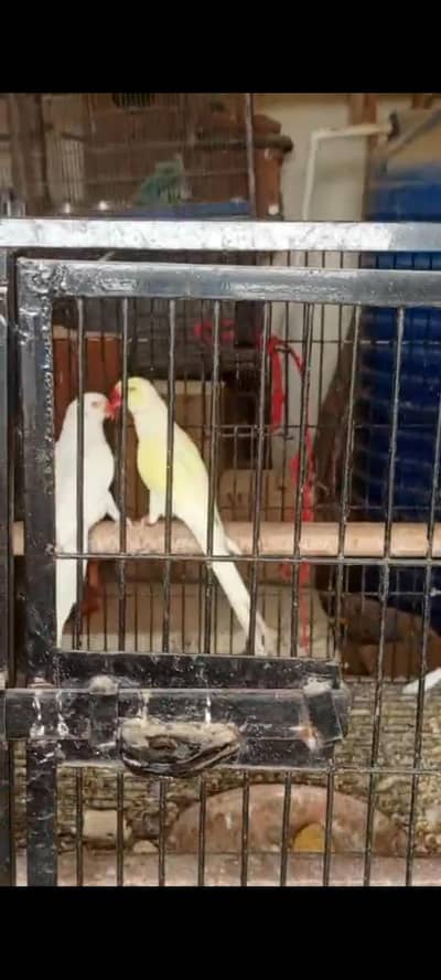 cream double factor male white female breeder piar