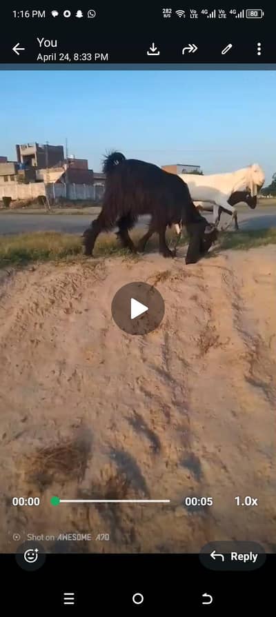 Male Goat