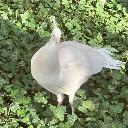 PEACOCK 0