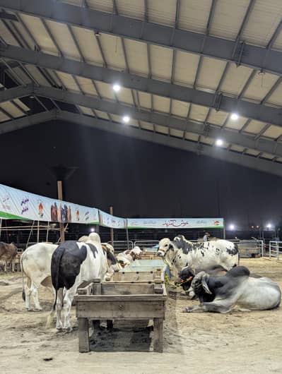 Sheikh Cattle farm big size bulls