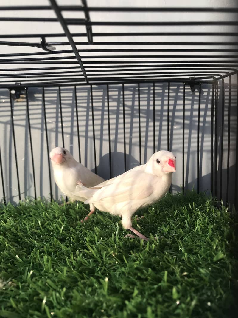 Finches 0