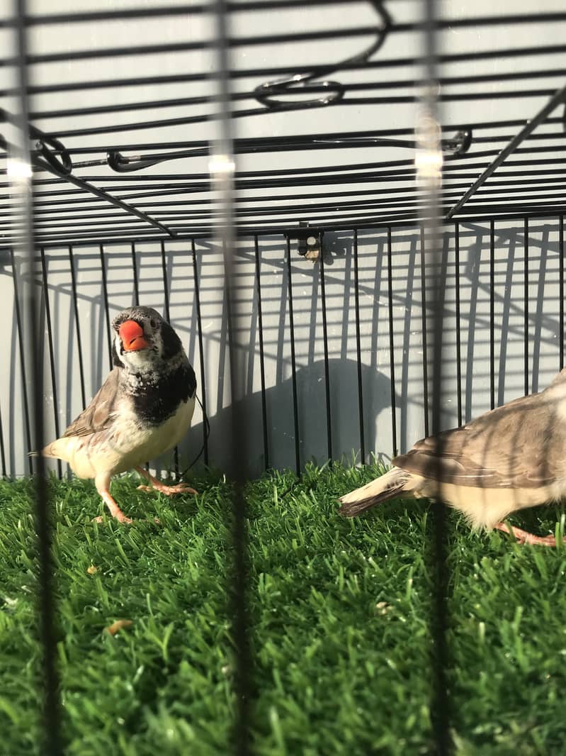 Finches 3