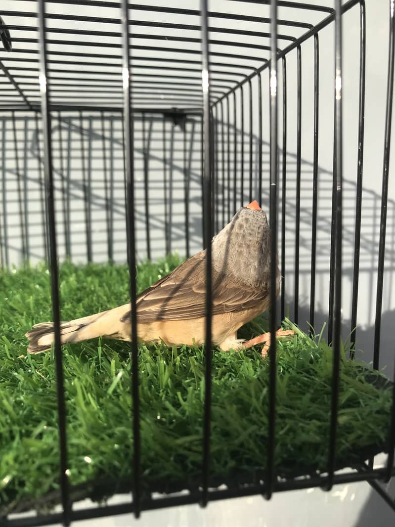 Finches 4