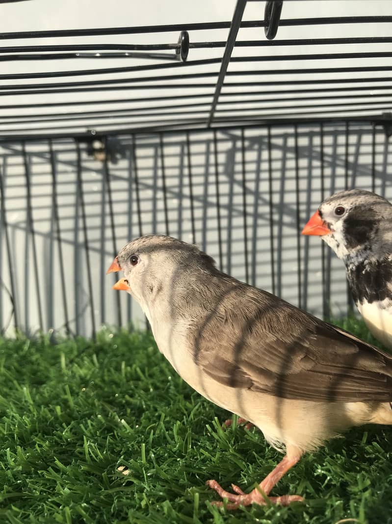 Finches 5