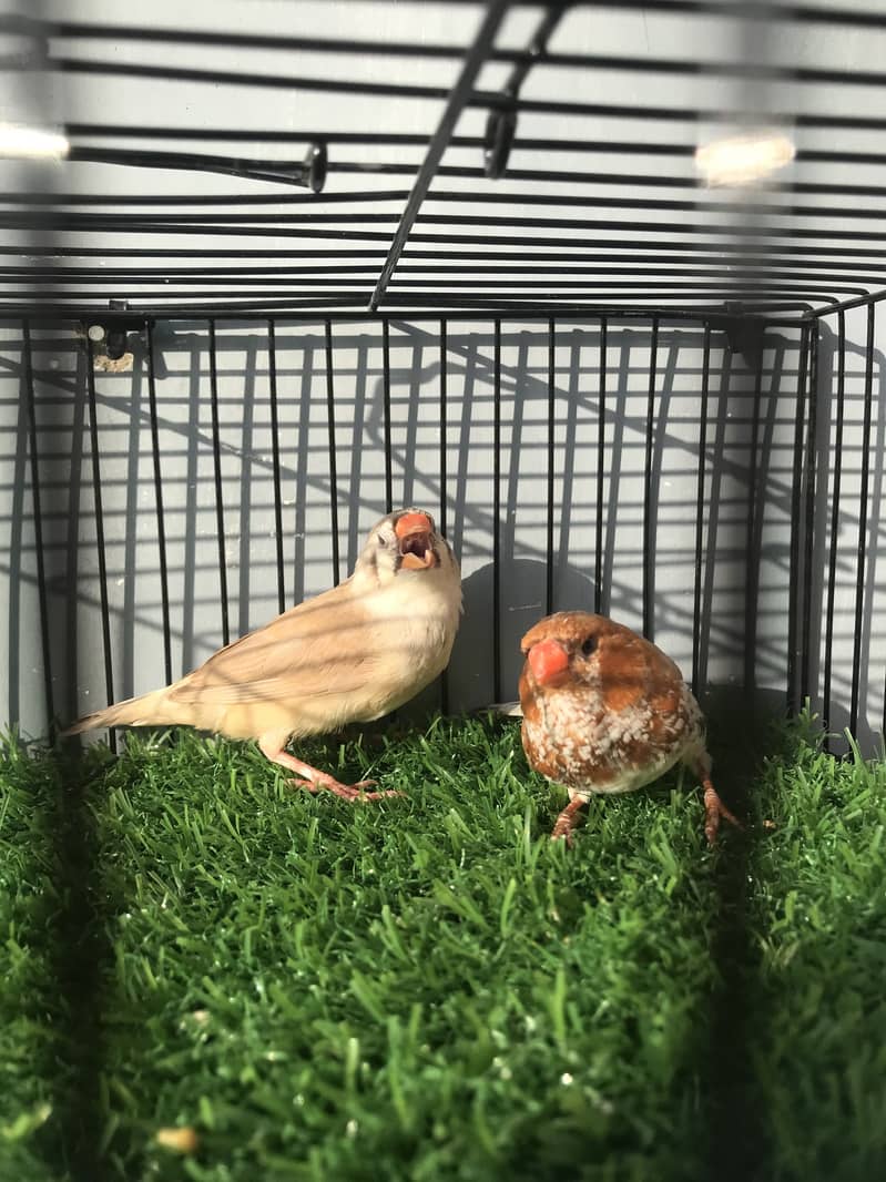 Finches 6