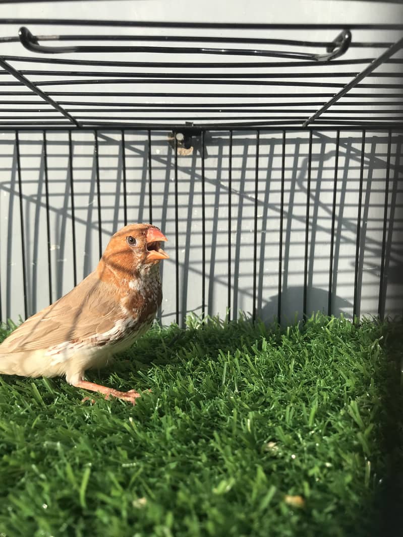 Finches 7