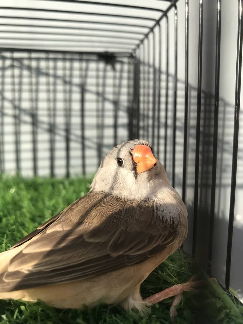 Finches 8