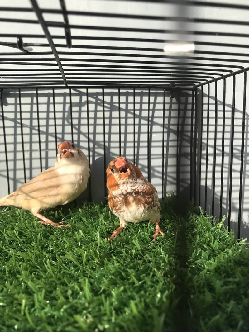 Finches 9