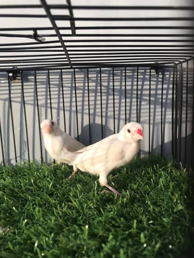 Finches