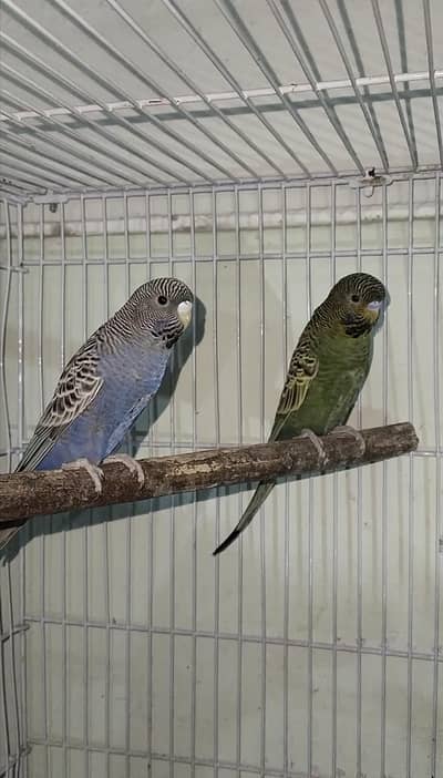 black face budgie