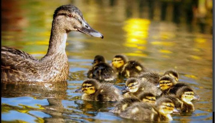 Ducklings 0